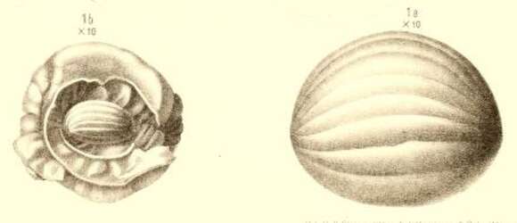 Image de Schwagerina princeps (Ehrenberg 1842)