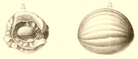 Image of Schwagerina princeps (Ehrenberg 1842)