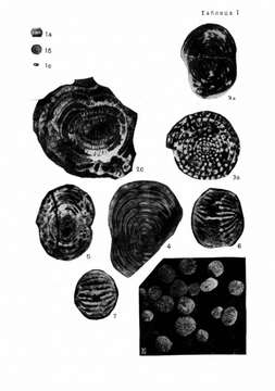 Image of Staffella sphaerica (Abich 1859)