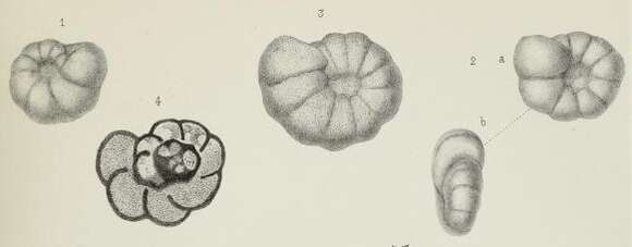 Image of Endothyra Phillips 1846