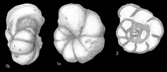 Image of Endothyra Phillips 1846