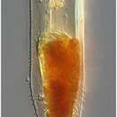 صورة Odontophorella serrulata Kofoid & Campbell 1929