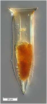 Imagem de Odontophorella serrulata Kofoid & Campbell 1929