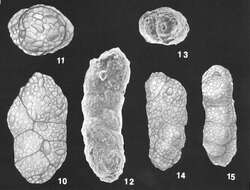 Слика од Karreriella pseudowrighti Loeblich & Tappan 1994