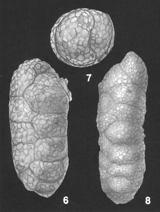 Image of Ruakituria magdalidiformis (Schwager 1866)