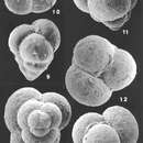 Eggerella bradyi (Cushman 1911) resmi