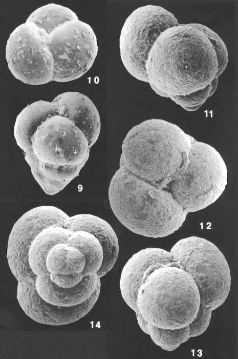 Слика од Eggerella bradyi (Cushman 1911)