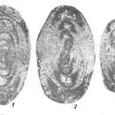 Image de Uralodiscus librovichi Malakhova 1973