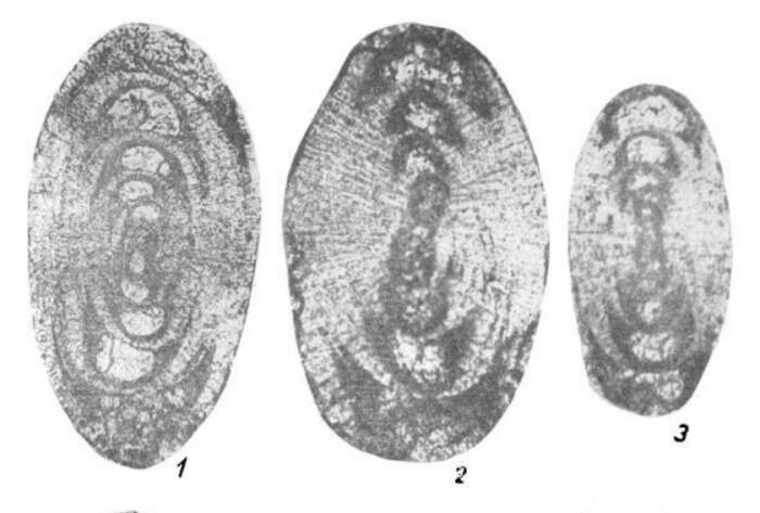 Image of Uralodiscus librovichi Malakhova 1973