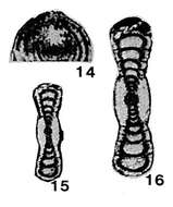 Image of Pseudovidalina ornata Sosnina 1978