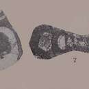 Image of Forschia subangulata (Möller 1879)