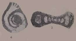 Image of Forschia subangulata (Möller 1879)