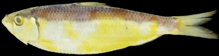 Image of Sardinella pacifica