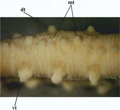 Image of Antarctic legged-leech