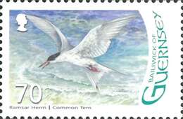 Image of Common Tern