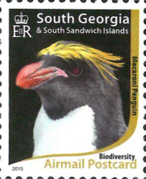 Image of Macaroni Penguin