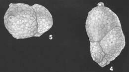 Image of Karreriella colligera (Egger 1893)