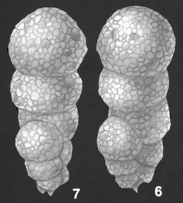 Image of Eggerella australis Collins 1958