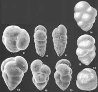 Слика од Karreriella bradyi (Cushman 1911)