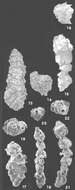 Image of Bigenerina aspratilis Loeblich & Tappan 1994