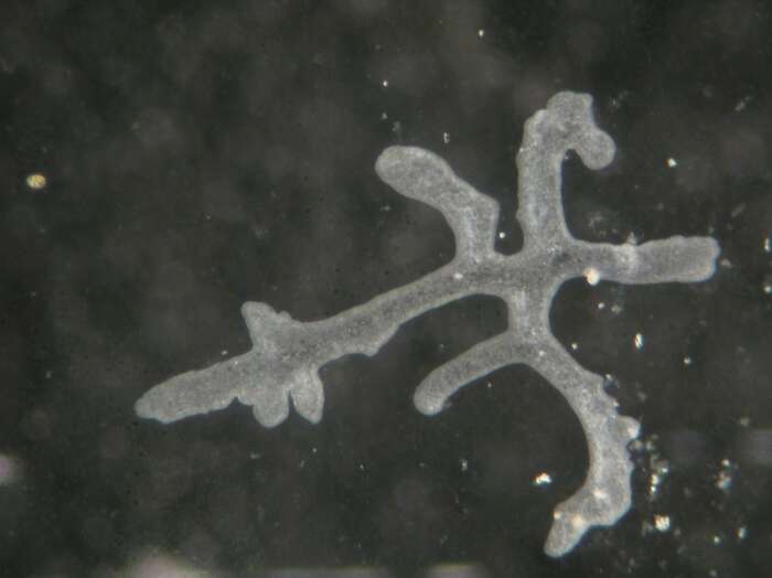 Image of Mediterranean branching placozoan