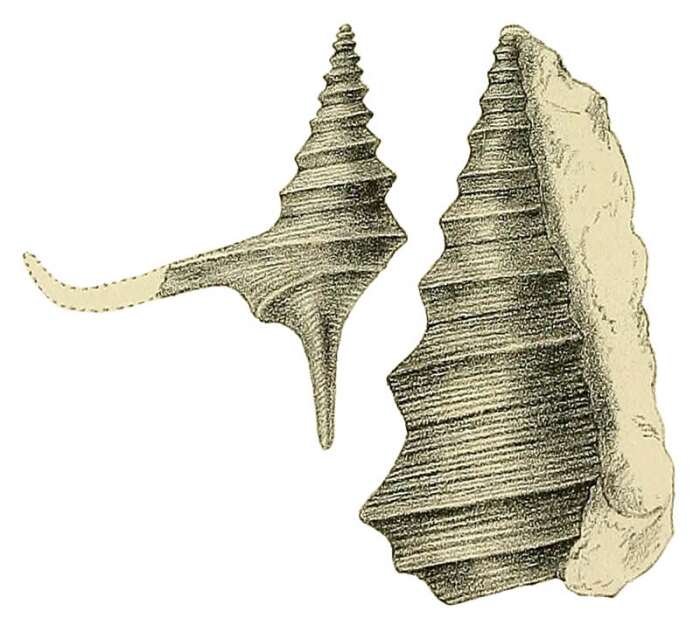 Image of Bicorempterus elegans (Hudleston 1884)