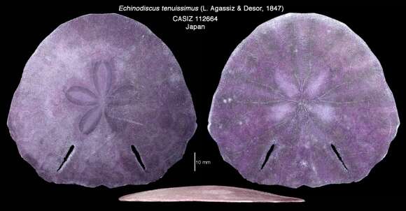 Image of Sculpsitechinus tenuissimus (L. Agassiz & Desor 1847)