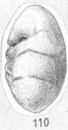 Image of Ammonia glans Shchedrina 1984