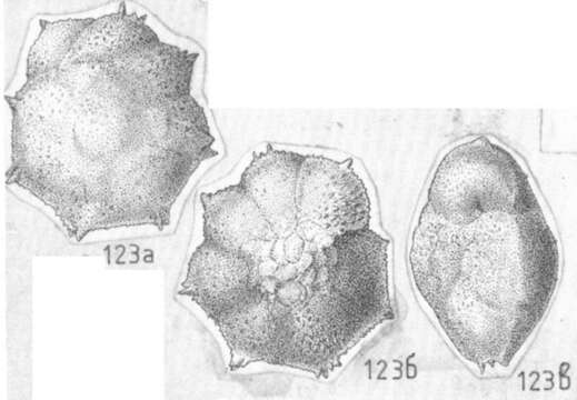 Image of Pararotalia bellatula Shchedrina 1984