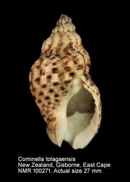 Image of Cominella tolagaensis Ponder 1968