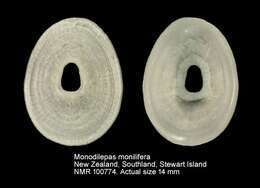 Image of Monodilepas monilifera (Hutton 1873)