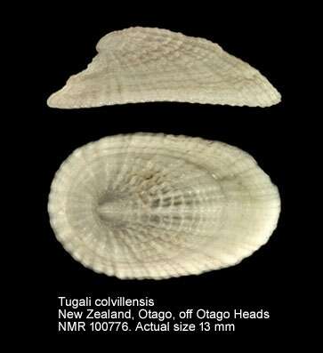 Image de Tugali elegans Gray 1843