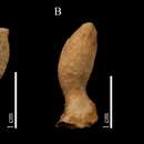 Image of Exsuperantia archipelagus Carvalho & Pisera 2019
