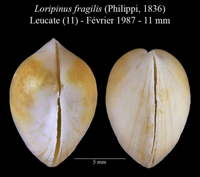 Image of Loripinus Monterosato 1883