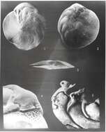 Image de Amphistegina bicirculata Larsen 1976