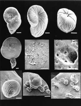 Image of Floresina amphiphaga Hallock & Talge 1994