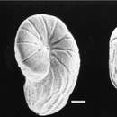 Image of Floresina amphiphaga Hallock & Talge 1994