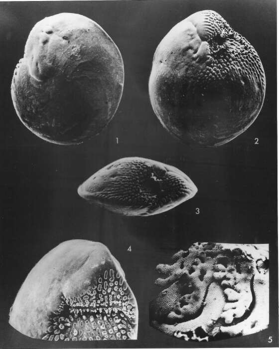 Image de Amphistegina lobifera Larsen 1976