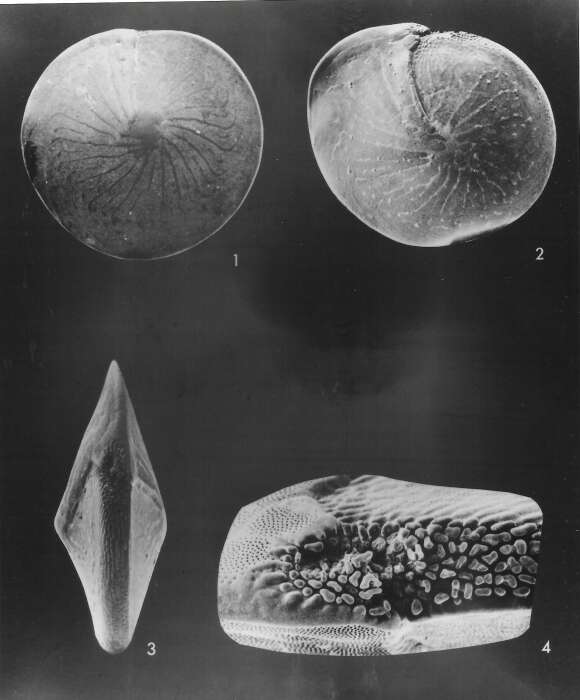 Image of Amphistegina radiata (Fichtel & Moll 1798)