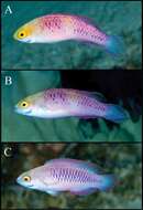 Image of Vibranium fairy wrasse