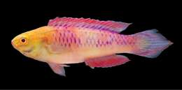 Image of Vibranium fairy wrasse