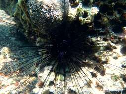 Image of Long-spined sea urchin