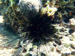 Image of Long-spined sea urchin