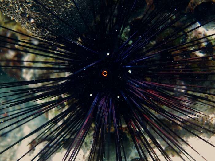 Image of Long-spined sea urchin