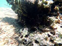 Image of Long-spined sea urchin