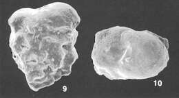 Image of Textularia crenata Cheng & Zheng 1978