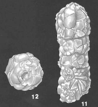 Image of Bigenerina nodosaria d'Orbigny 1826