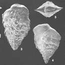 Image of Semivulvulina dermouti (Boomgaart 1949)