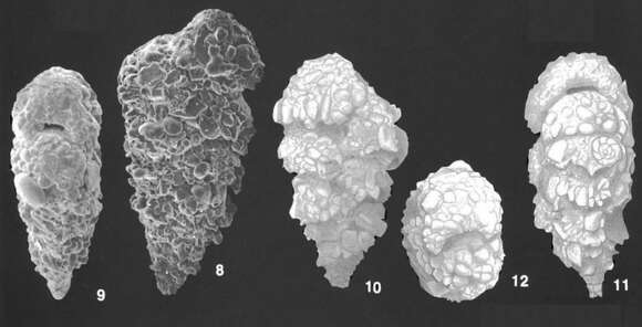 Textularia agglutinans d'Orbigny 1839 resmi