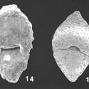 Image of Textularia lateralis Lalicker 1935
